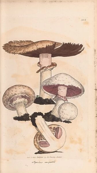 Agaricus campestris, field mushroom