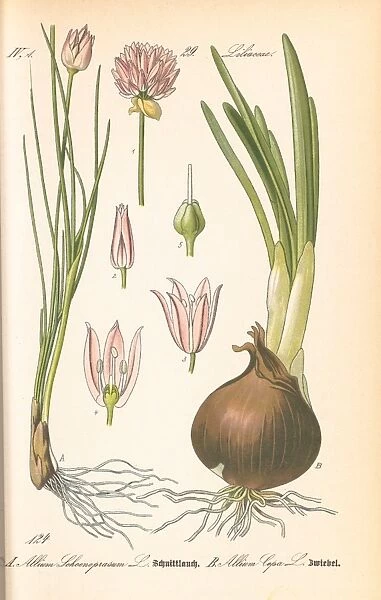 Allium cepa, onion. Allium cepa. Onion. Illustration