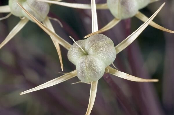 Allium christophii. star of Persia - fruit