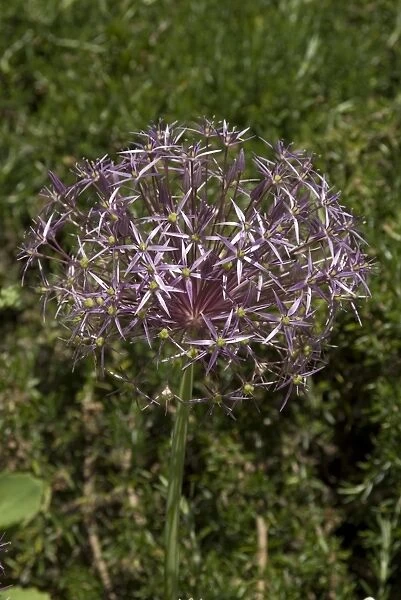 Allium, cristophii
