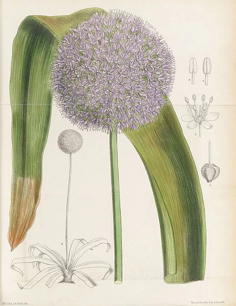 Allium giganteum, 1885