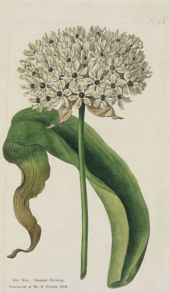 Allium nigrum, 1808. Illustration of Allium nigrum, commonly known as ornamental onion