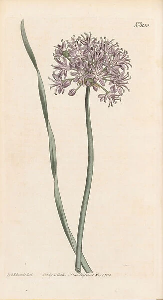 Allium senescens, 1808