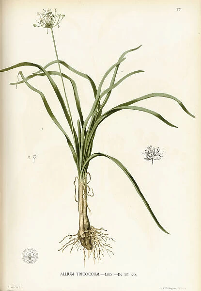 Allium tuberosum, 1875