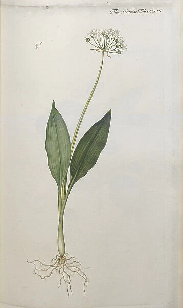 Allium ursinum, 1838