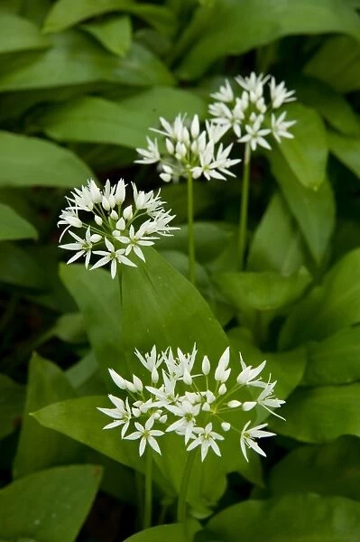 Allium ursinum, Wild garlic flowers