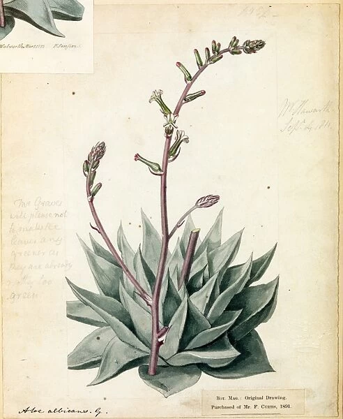 Aloe albicans, Haw. Original illustration from Curtiss Botanical Magazine