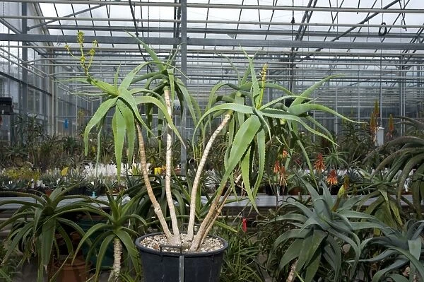 Aloe penduliflora, Kenya, IUCN Red List Endangered