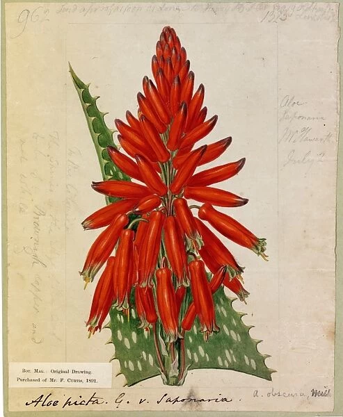 Aloe picta, Thunb. (Spotted-leaved Aloe)