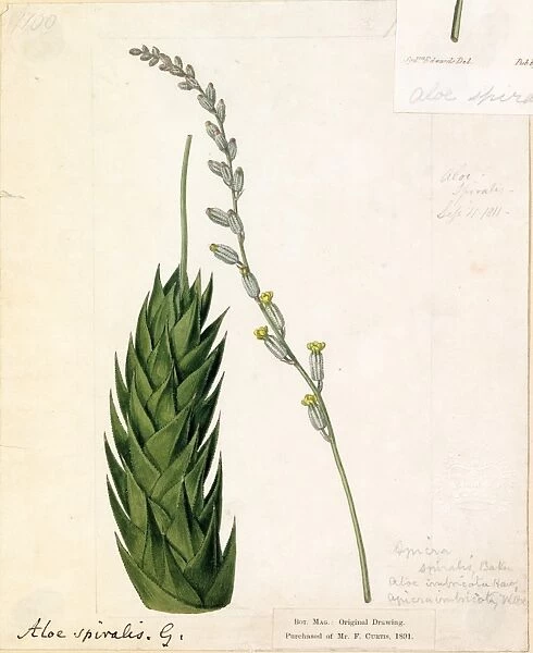 Aloe spiralis L. Original illustration from Curtiss Botanical Magazine