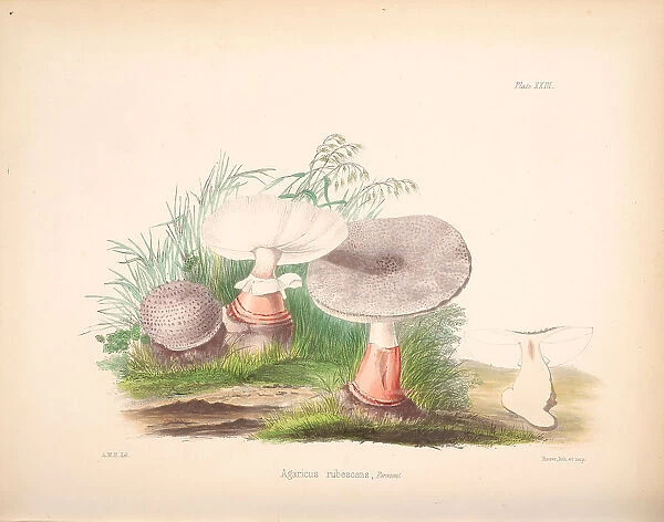 Amanita rubescens, 1847-1855