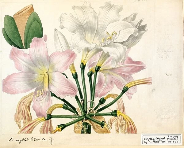Amaryllis blanda (The Blush-lily)