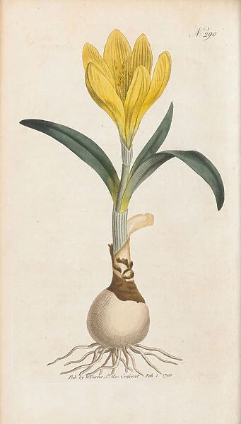 Amaryllis lutea, 1795
