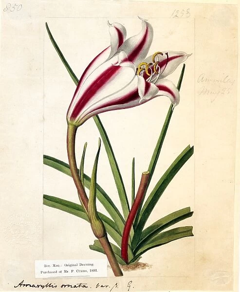 Amaryllis ornata (Cape Coast Lily), 1810