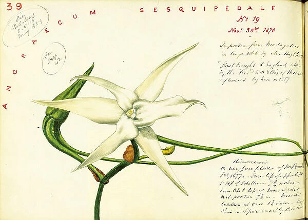Angraecum sesquipedale, 1870