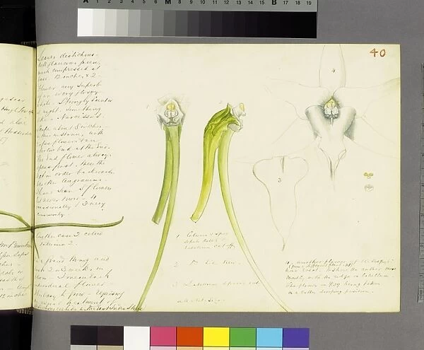 Angraecum sesquipedale, 1870