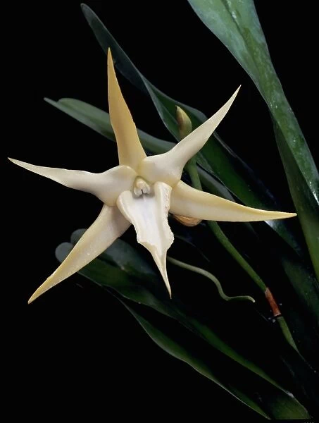 Angraecum sesquipedale of Madagascar, and his hypothesis that it was pollinated by a bizzare, long-tongued moth pollinator - Darwins or Comet orchid