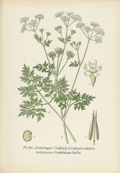 Anthriscus cerefolium, 1893