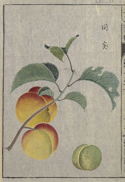 Apricot (Prunus armeniaca), woodblock print and manuscript on paper, 1828