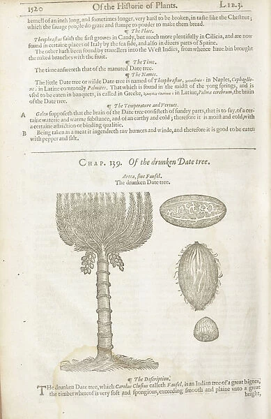 Areca catechu, 1636. Illustration of Areca catechu