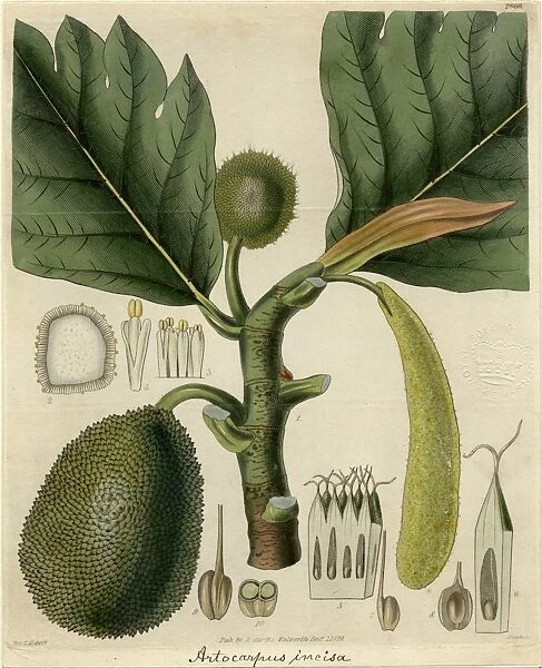 Artocarpus altilis, 1828