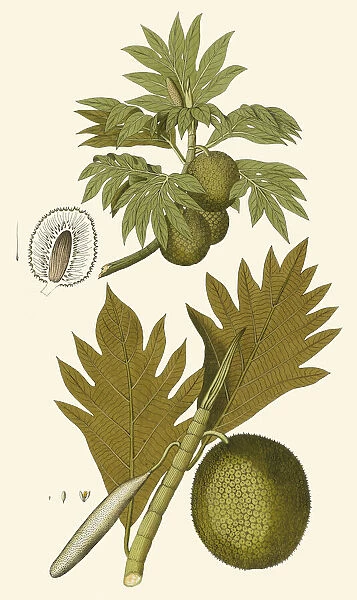 Artocarpus incisa, 1788-1812