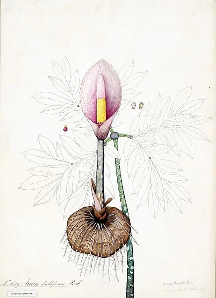 Arum bulbiferum, Roxb