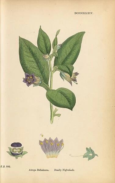 Atropa belladonna - Deadly nightshade