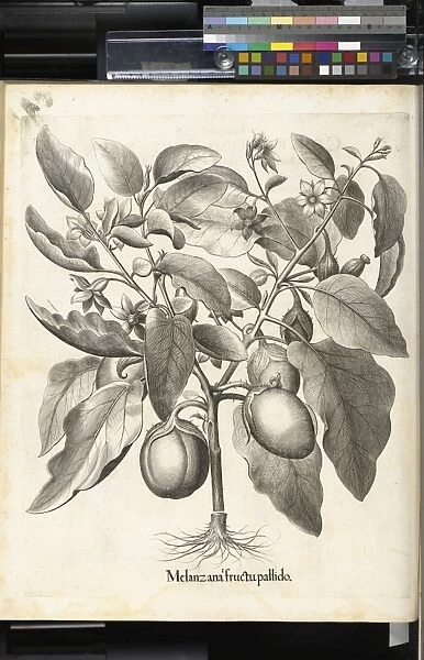 Aubergine. Melanzana fructu pallido, Hortus Eystettensis, Vol