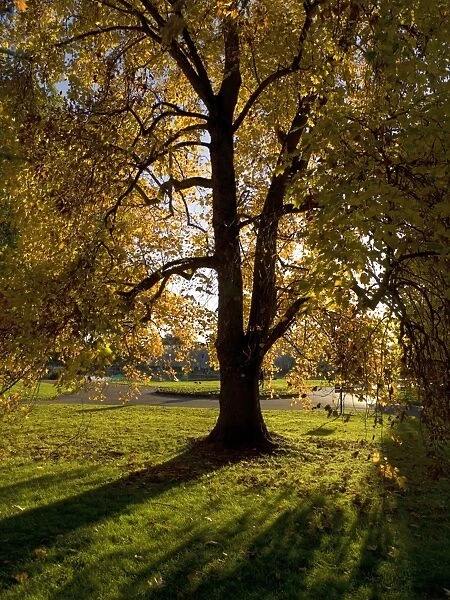 autumn tree. shadows from an autumn tree