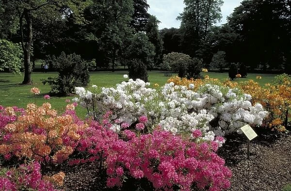 Azalea Garden at Kew