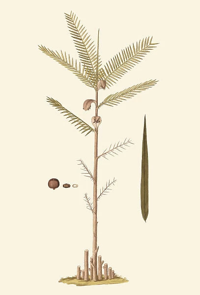 Bactris guineensis, 1780-81