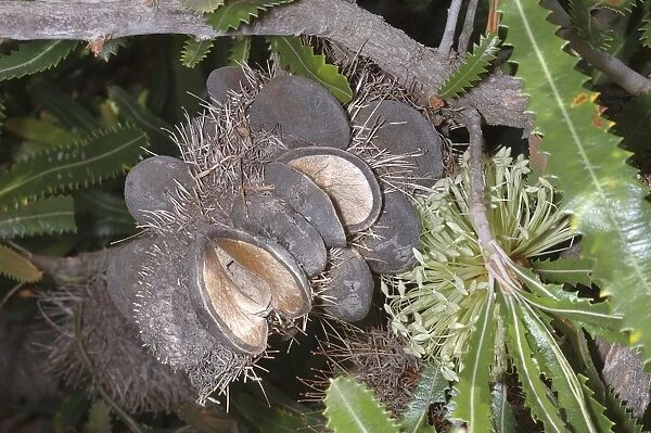 Banksia aemula. Wallum banksia, fruit - Australia