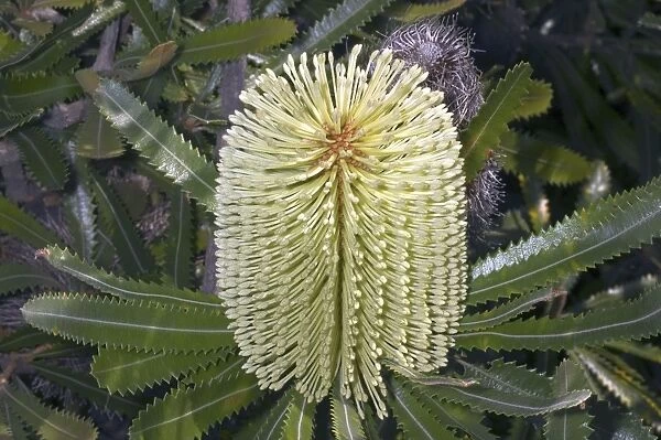 Banksia aemula. Wallum banksia, inflorescence - Australia