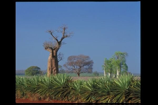 Baobab (Adansonia) and Sisal (Agave sisalana) near Berenty nature reserve, Madagascar