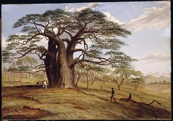 Baobab near the bank of the Lue (Adansonia digitata)