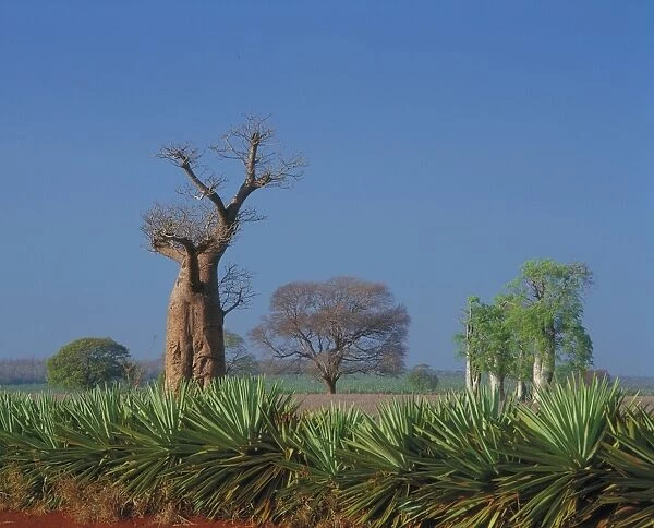 Baobab & Sisal, near Berenty nature reserve, Adansonia Baobab & Sisal, near Berenty nature reserve, Adansonia