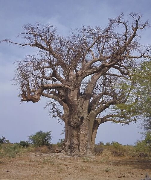 Baobab trees between San and Mopti