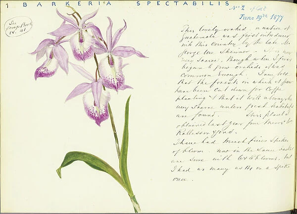 Barkeria spectabilis, 1877