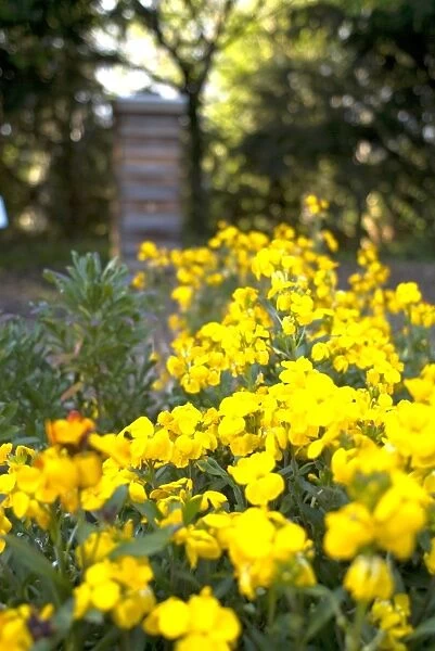 Bee garden and hives