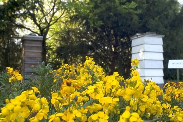 Bee garden at Kew