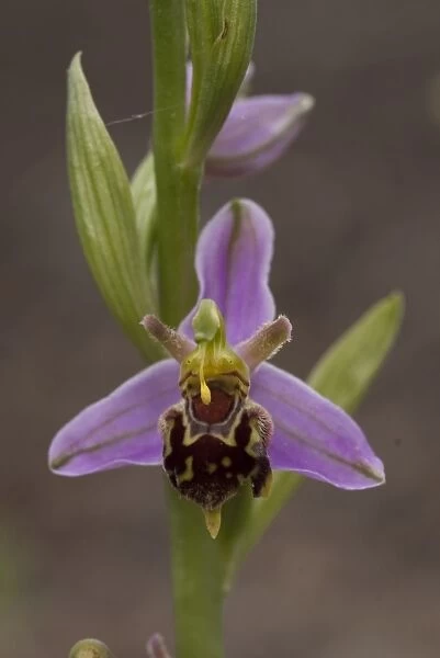 bee orchid. Ophrys apifera