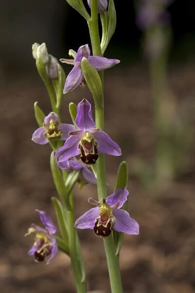 bee orchid. Ophrys apifera