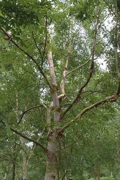 Betula albosinensis var septentrionalis
