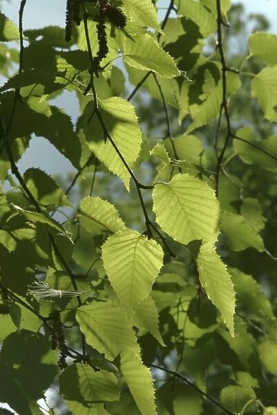 Betula ermanii. birch