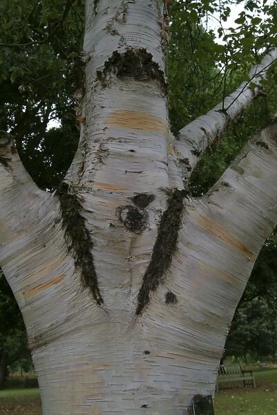 Betula papyrifera. paper birch