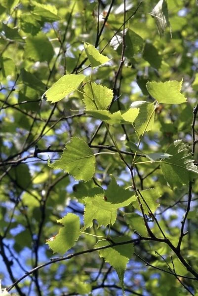 Betula populifolia. grey birch