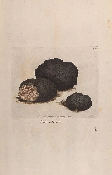 Black truffle. Tuber melanosporum as Tuber cibarium