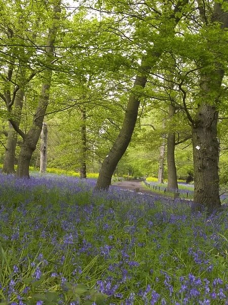 Blubells in the Conservation Area