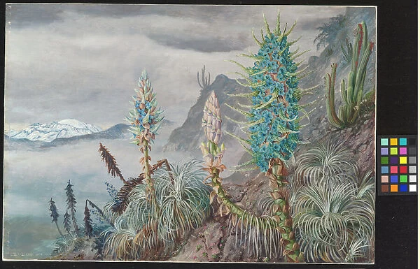 The Blue Puya and Cactus at home in the Cordilleras by Marianne North